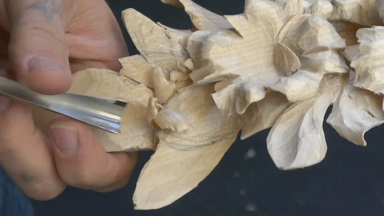 A gouge opening the hollow inside a new leaf.